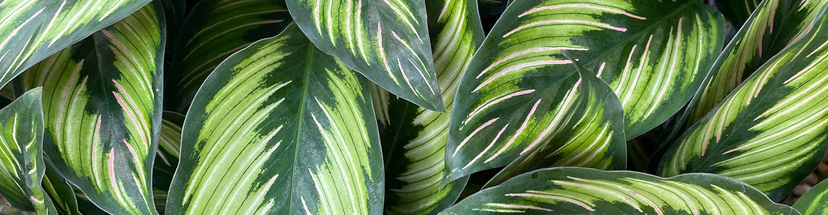 Our Top 10 Calathea Varieties  West Coast Gardens