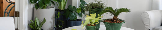Plants for Your Jungalow Home