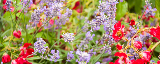 Busy Bees in the Garden - Up Close and Personal