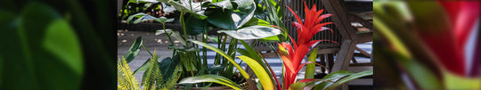 How to Add Tropical Plants to Your Patio