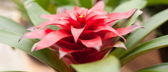 Taming the Wild Bromeliad for Your Home