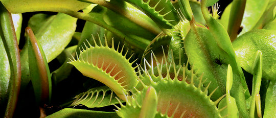 How to Care for Your Carnivorous Plants