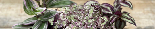 Tradescantia Care - TLC for Your Purple Houseplant