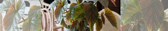 Caring for Your Polka-Dot Begonia