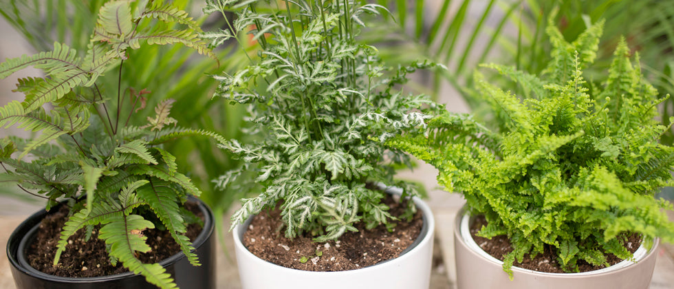 How to Care for Your Indoor Ferns  West Coast Gardens
