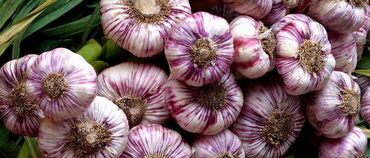 Grow Your Own Garlic this Fall!