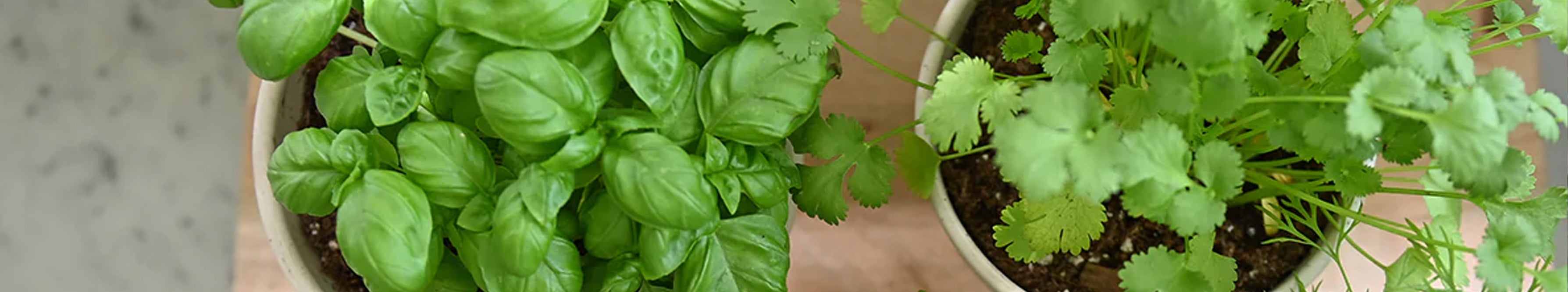 How To Grow Herbs in Your Kitchen – West Coast Gardens