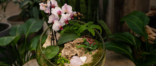 Happily Ever After Orchid Terrarium DIY