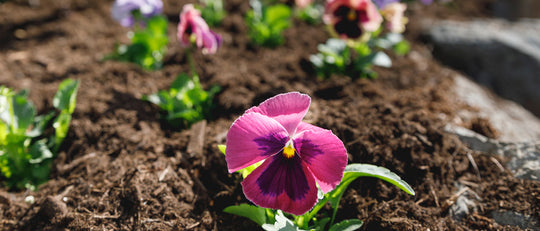 Tips for Planting Pansies