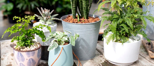 Planting in Pots Without Drainage
