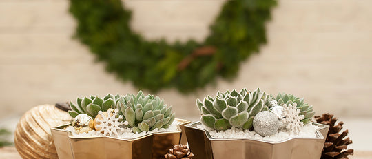 Succulents for the Season