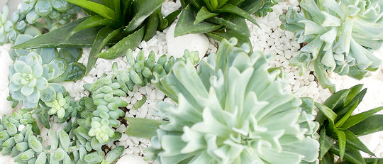A Galaxy Full of Succulents For Your Home & Garden