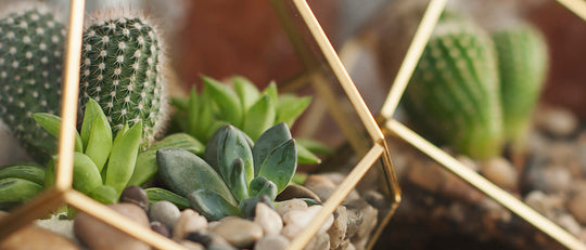 How to Make A Prism Terrarium with Succulents