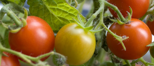 Jason’s Top Tomato Plants + How to Care for Them
