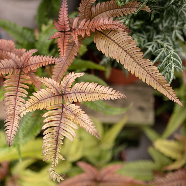 Brake Fern - Pteris