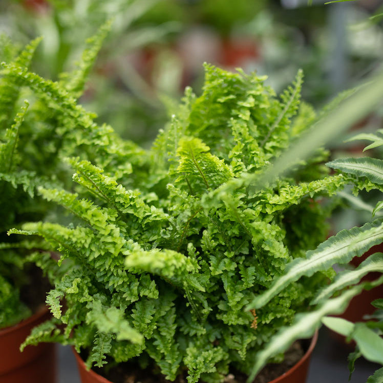 Fluffy Ruffle - Nephrolepis