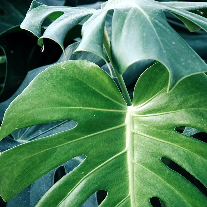 Monstera Plant - Deliciosa