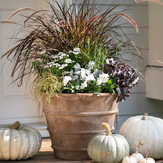 Fall Container Gardening Basics