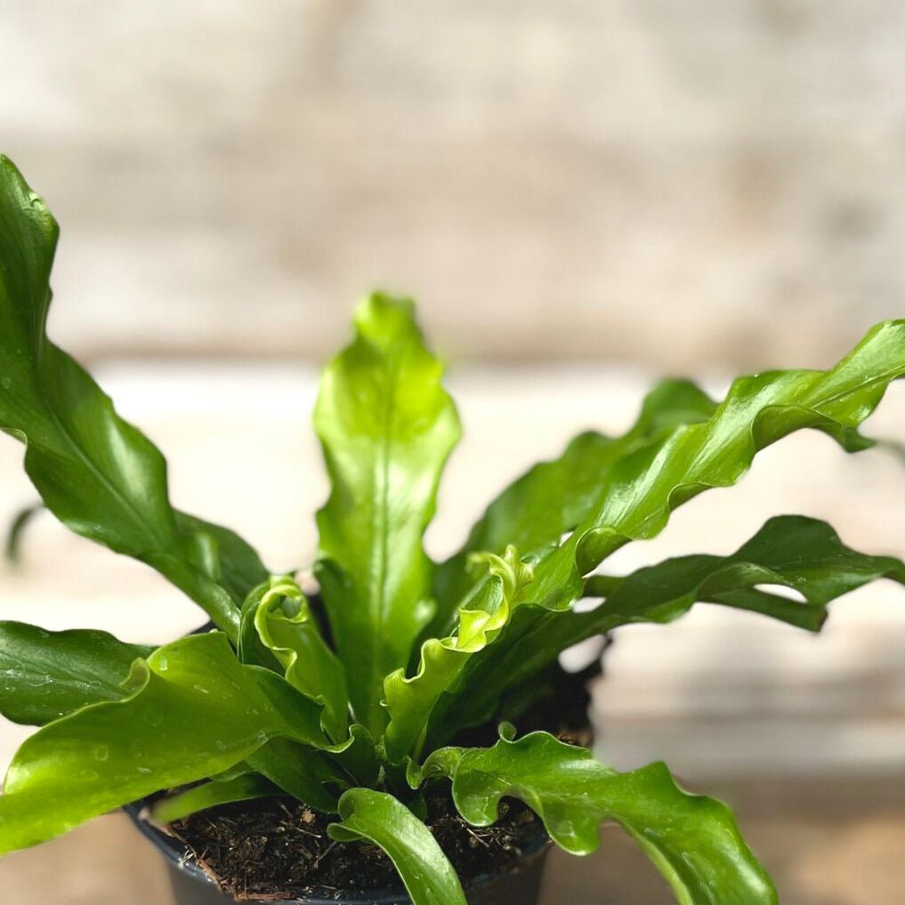 Bird's Nest Fern