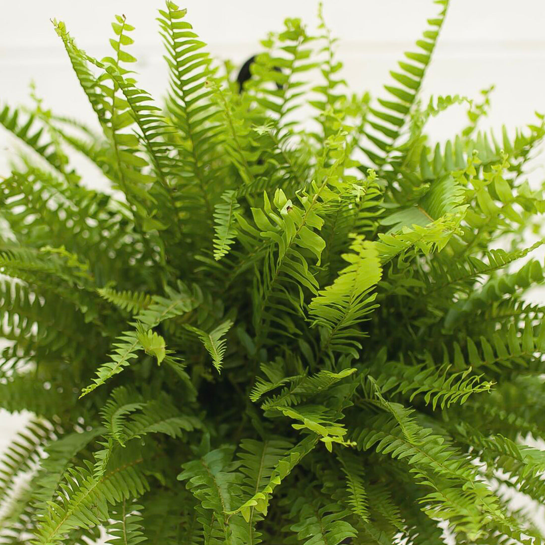 Boston Fern-Nephrolepis exaltata