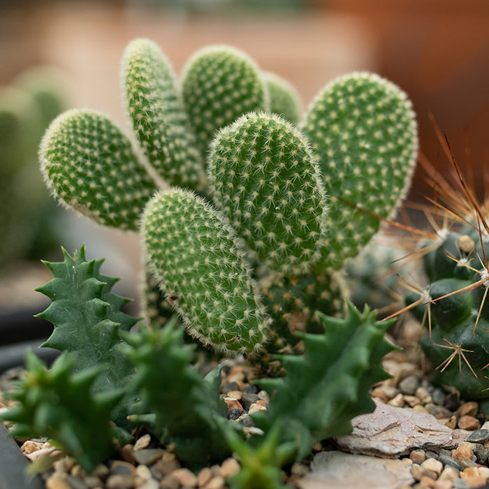 Cactus