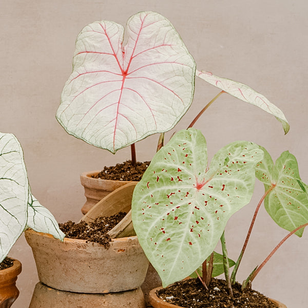 Caladium