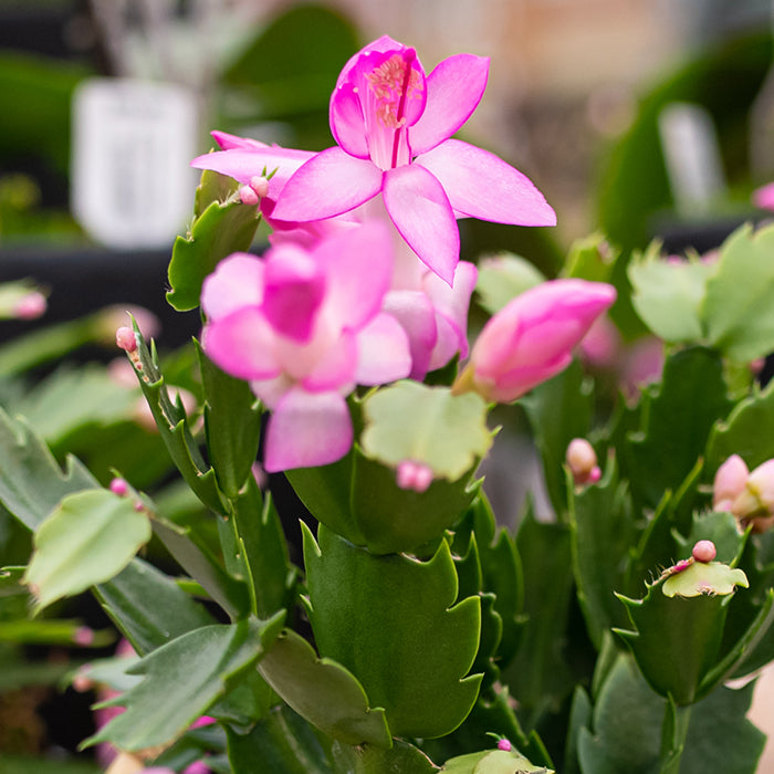 Christmas Cactus - Zygo