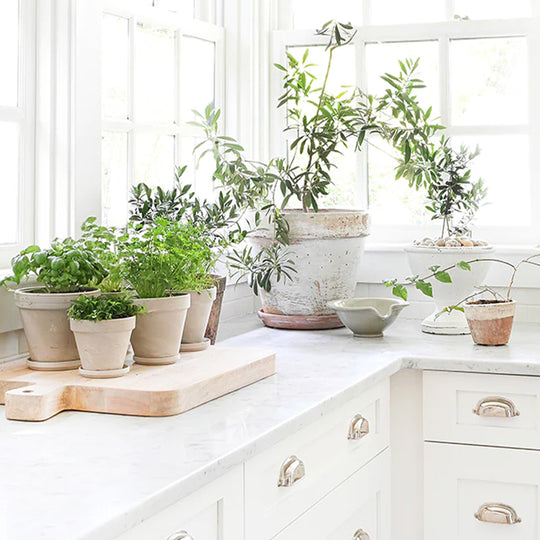 Culinary Plants in the Kitchen