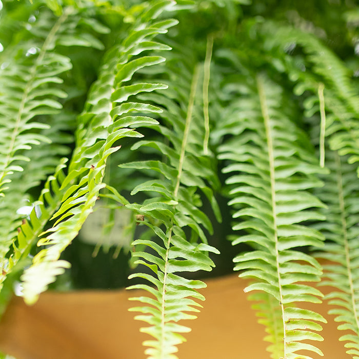 Ferns