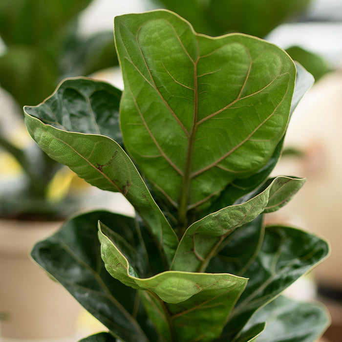 Fiddle-Leaf Fig – Ficus lyrata