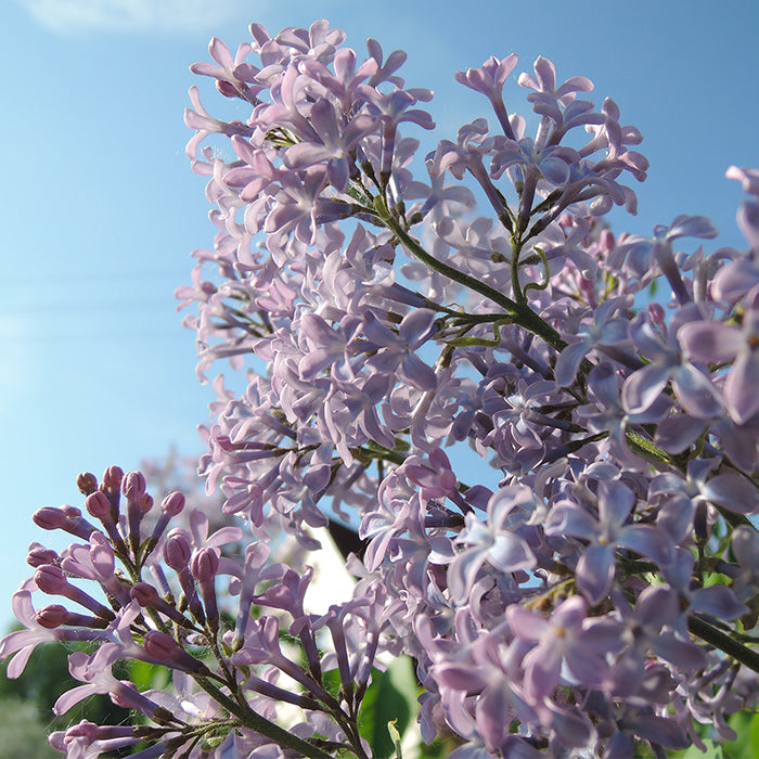 Lilac Tree & Bush