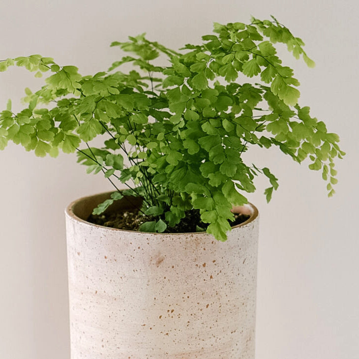 Maidenhair Fern-Adiantum raddianum