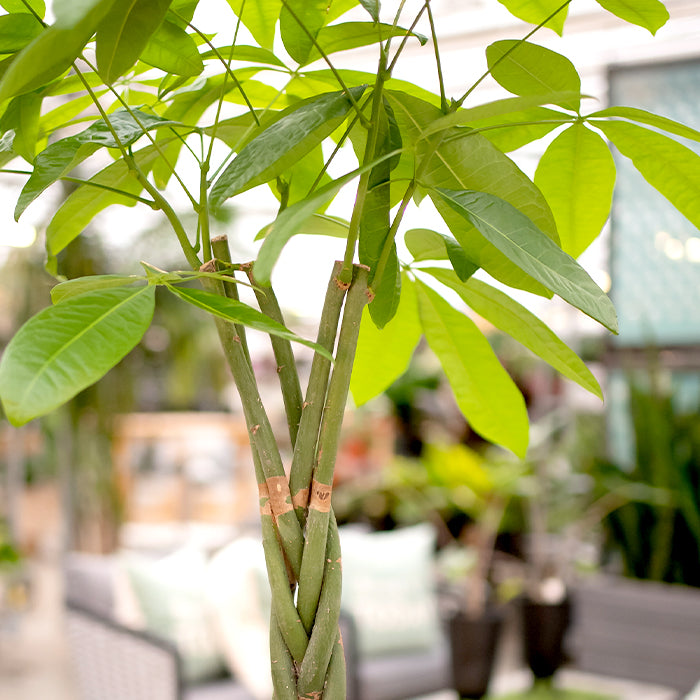 Money Tree – Pachira aquatica