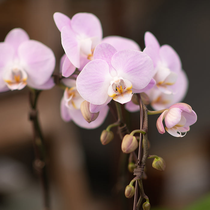 Orchids