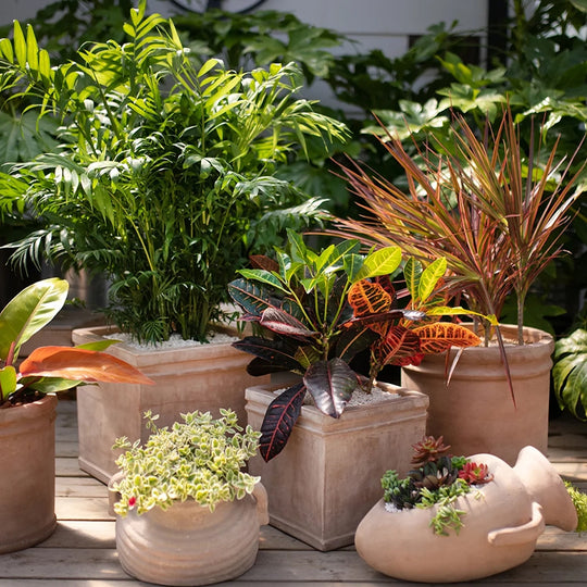 Add Tropical Plants to Your Patio