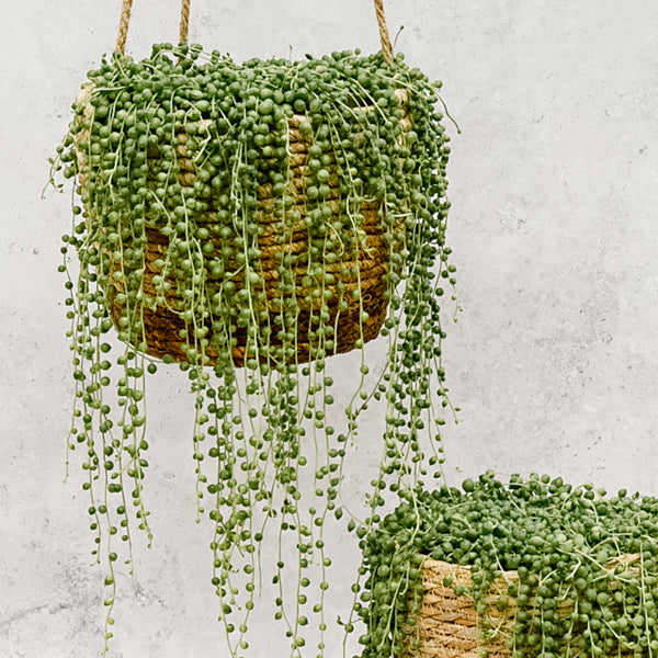 String of Pearls – Curio rowleyanus