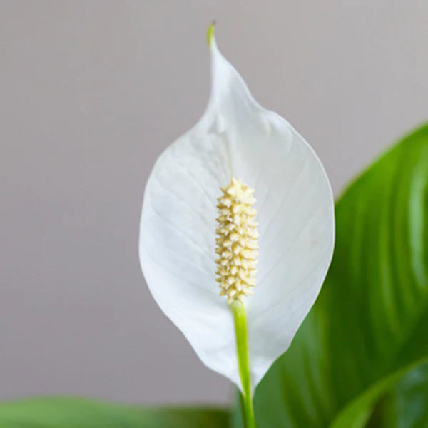 Peace Lily - Spathiphyllum