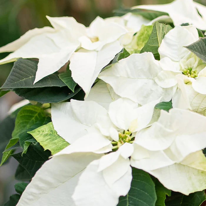 Poinsettias