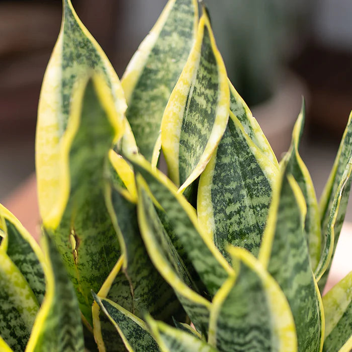 Snake Plant – Sansevieria