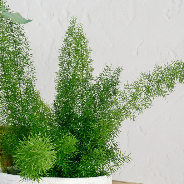 Asparagus Fern - densiflorus