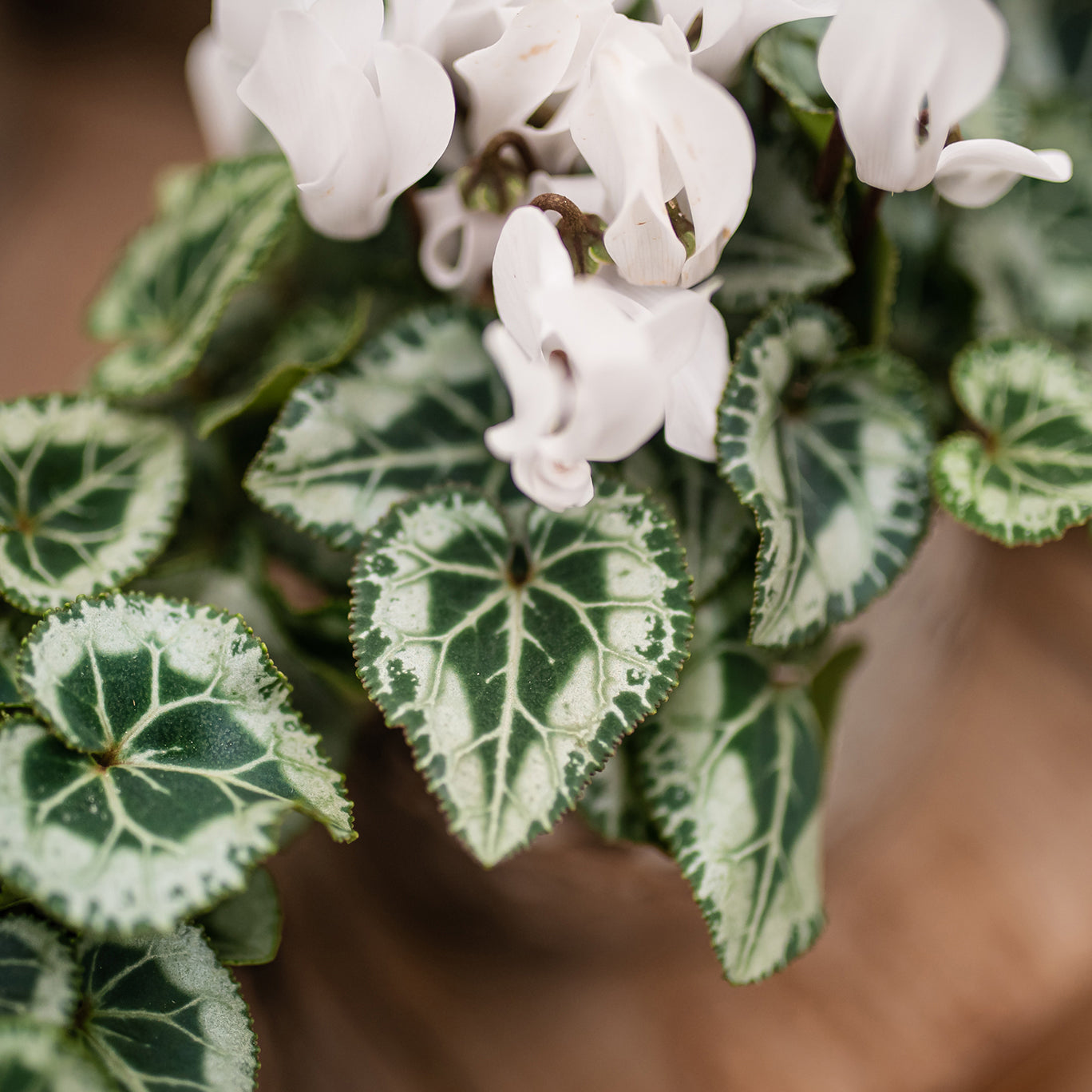 Cyclamen (indoor)