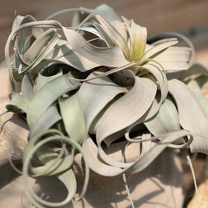 Air Plants – Tillandsia