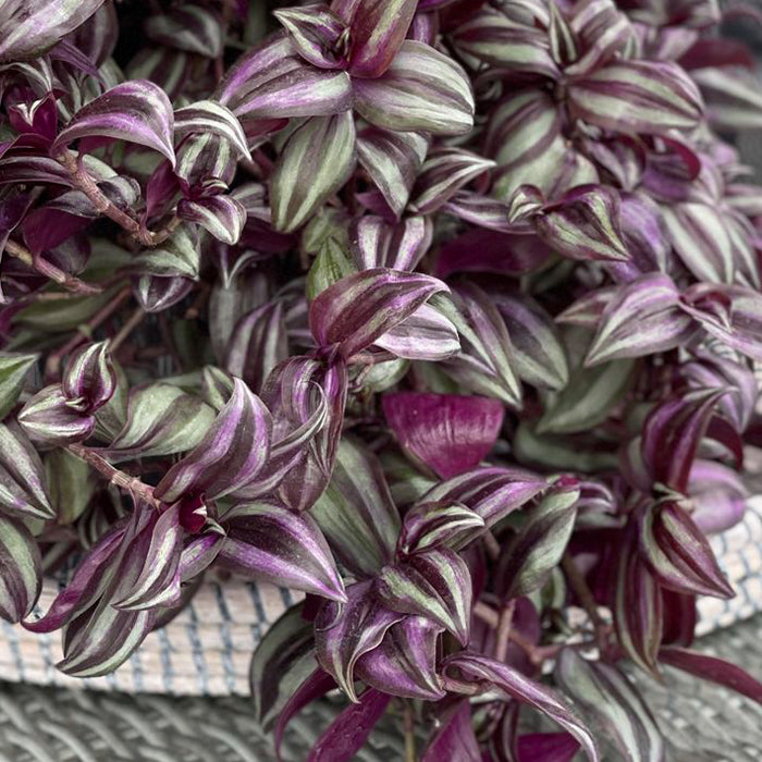 Tradescantia