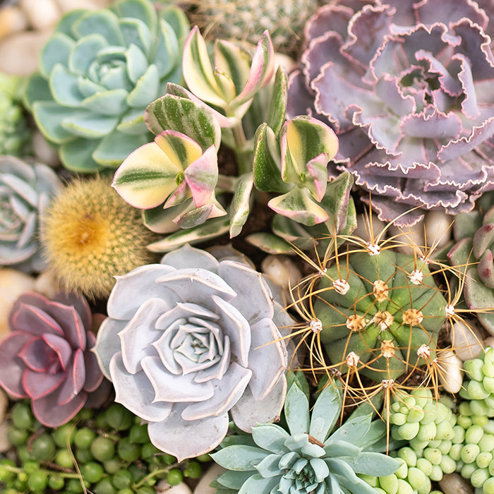 Succulents