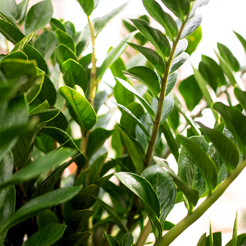 ZZ Plant - Zamioculcas zamiifolia