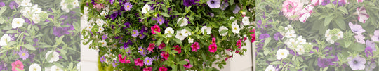 Jason’s Complete Guide to Hanging Basket Care
