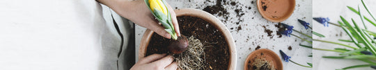 Planting Bulbs in Pots for Your Home