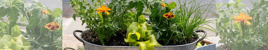 DIY Edible Container Garden with Herbs & Veg
