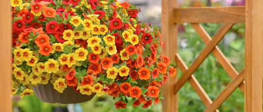 Our Top 9 Plants for Butterflies, Bees and Hummingbirds