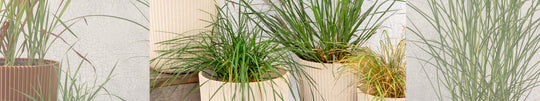 Our Top Grasses for Fall Colour & Drama in Your Garden